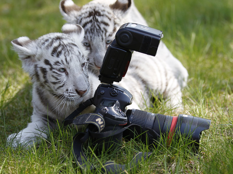 Bayi Macan Putih Koleksi Taman Safari Jerman  "Cerita 